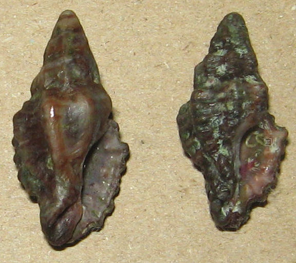 muricopsis